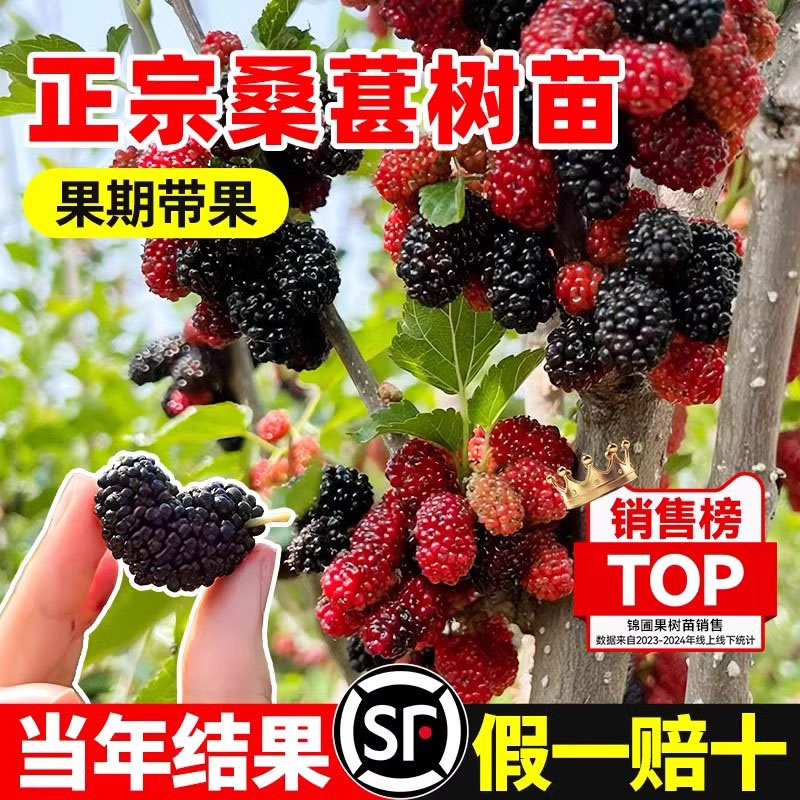桑葚树苗盆栽白长果桑椹叶蓝莓树南北方四季树莓苗水果树果苗大全