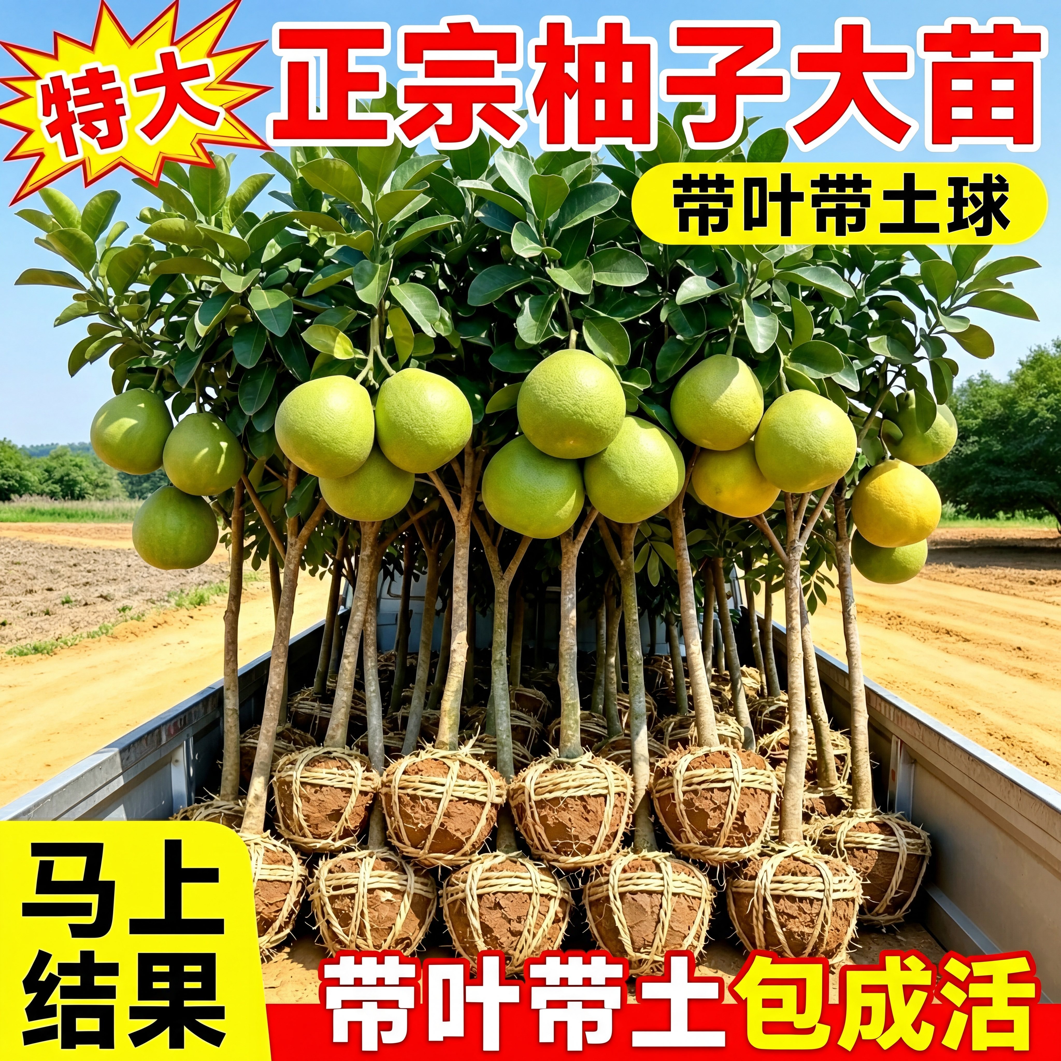 【爆款热销】特大正宗柚子大苗图片