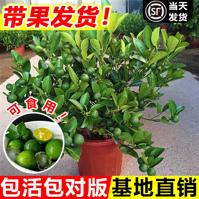 海南小青柠树苗带果香水柠檬树南方北方室内客厅阳台盆栽果树果苗