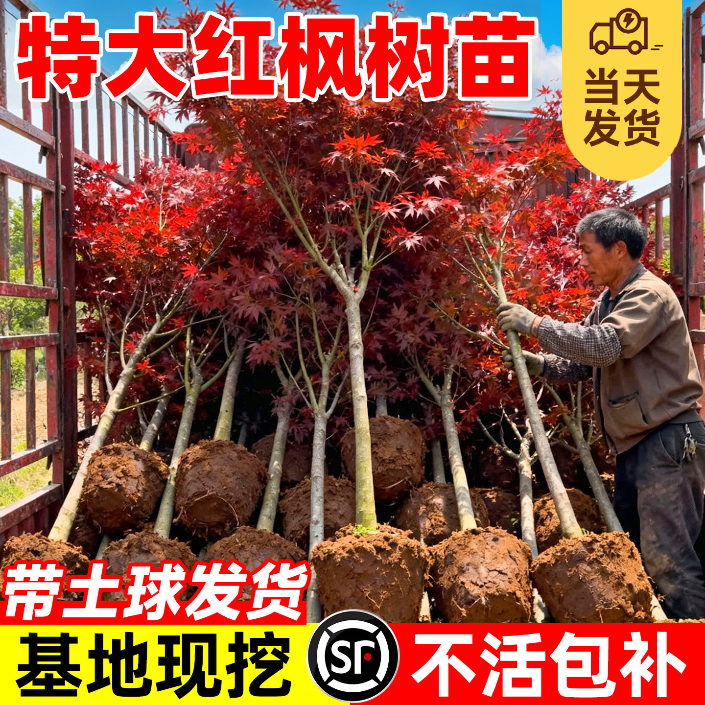 【爆款第一10万+】红枫树苗