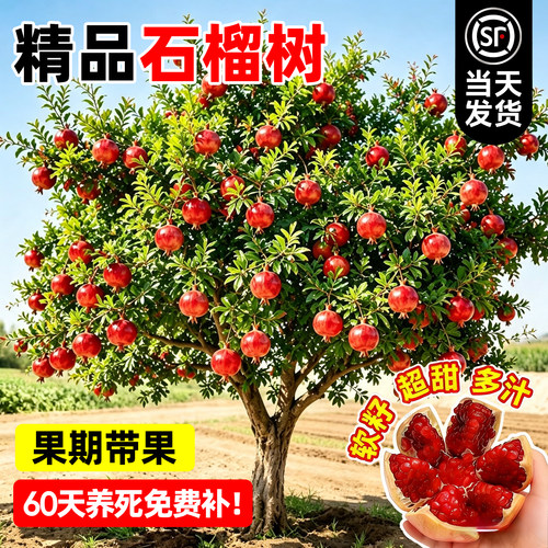 【全网热卖5万+】精品石榴树苗