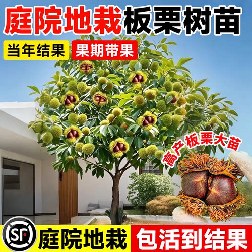 【诚信卖家】庭院地栽板栗苗