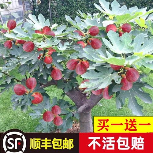 果苗波姬红特大矮化盆栽四季