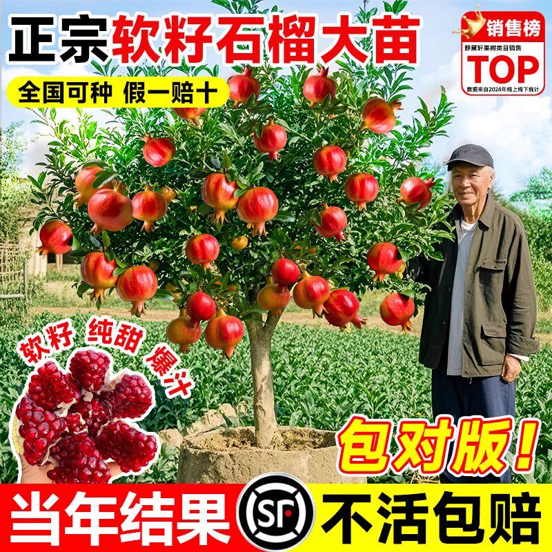 特大石榴树苗突尼斯软籽无籽蒙阳红嫁接盆栽地栽庭院南北方果树苗