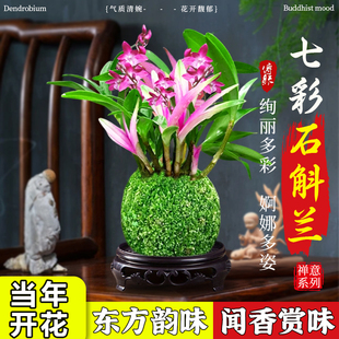 七彩香水石斛兰盆栽带花浓香型兰花改善睡眠室内好养绿植名贵兰花