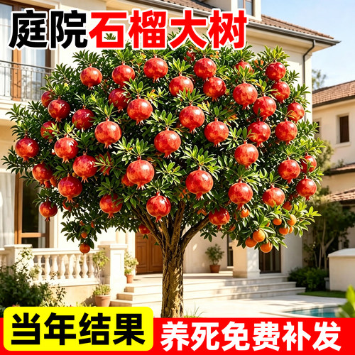 【热销榜top产品】庭院石榴树