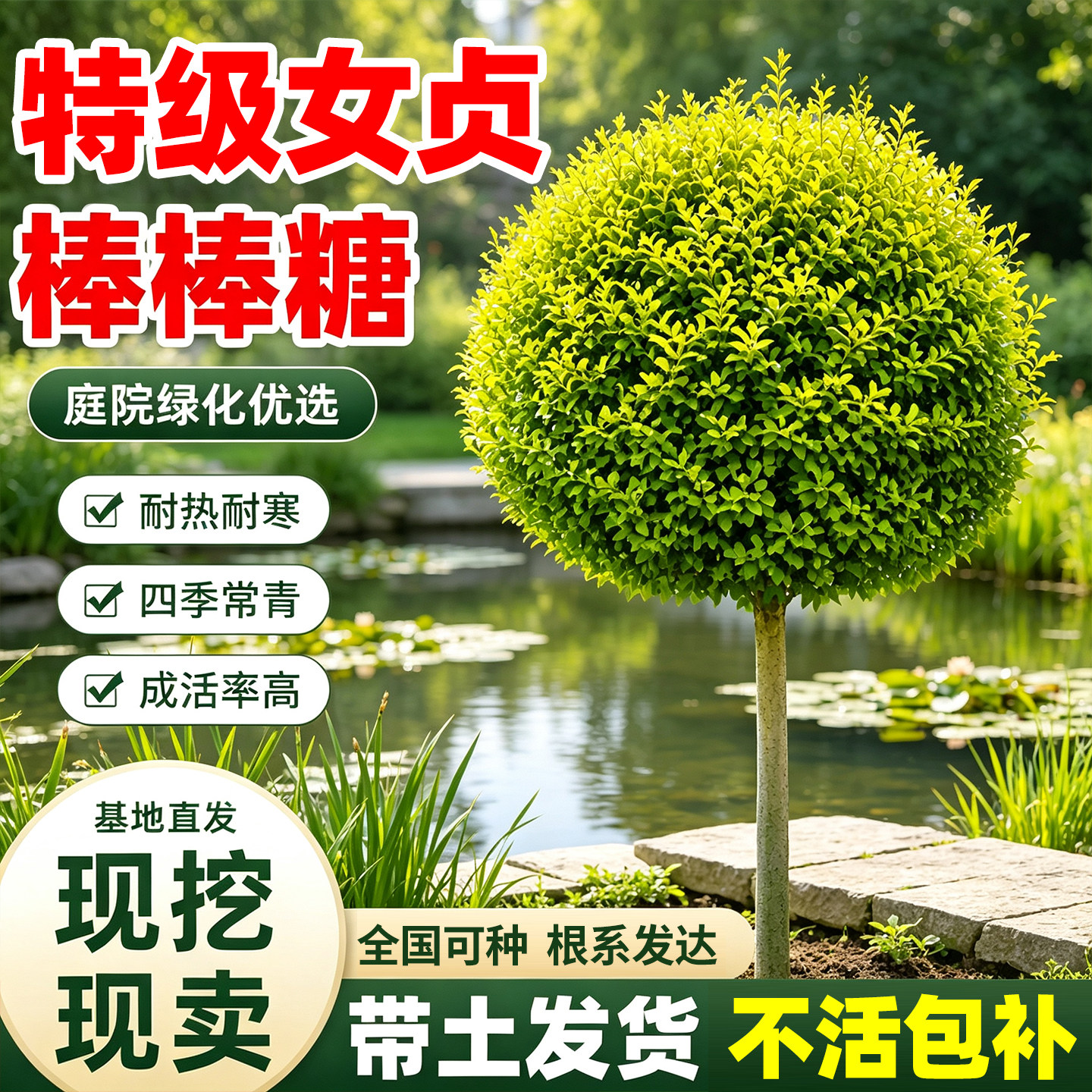特级女贞棒棒糖风景树庭院别墅绿化篱笆围墙植物观叶四季常青苗木