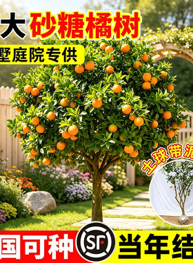 【全网热卖!】特大砂糖橘树