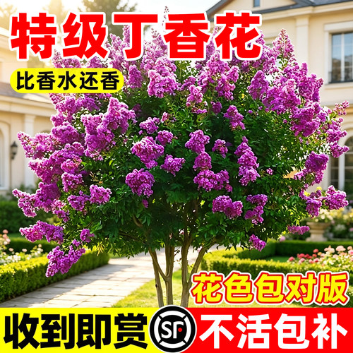 【爆款热销】特级丁香花