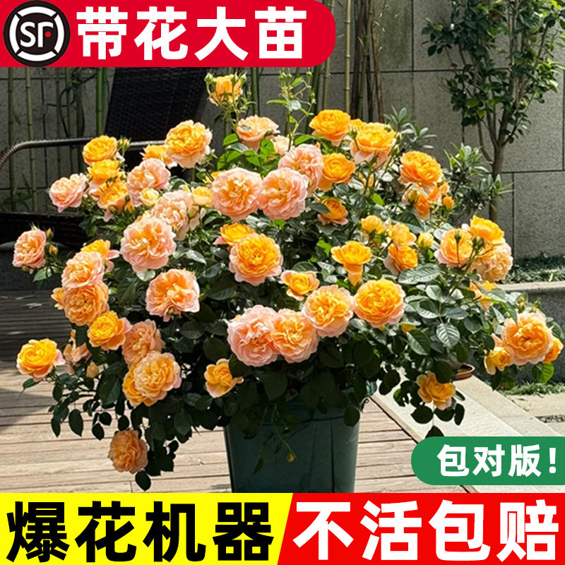 大盆果汁阳台月季花苗盆栽带花苞大苗室内老桩蔷薇花卉盆栽棒棒糖,鲜花速递/花卉仿真/绿植园艺,月季/蔷薇/玫瑰,淘宝优惠券,粉丝福利购,淘宝优惠卷