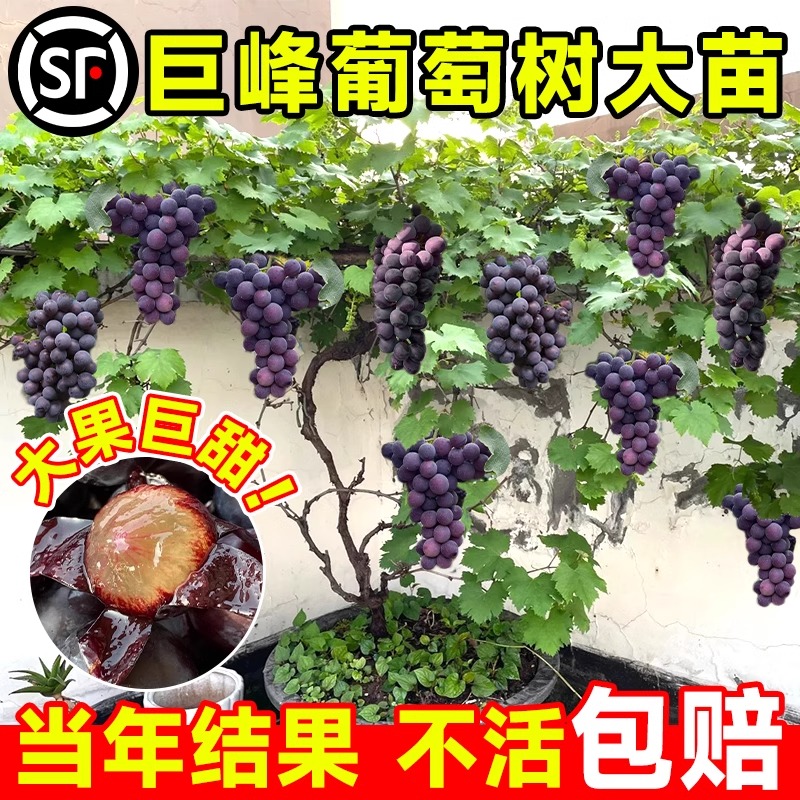 巨峰葡萄树苖带果穗花穗