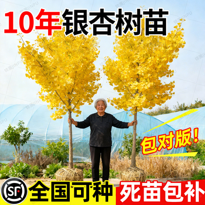 【热销榜top产品】银杏树苗