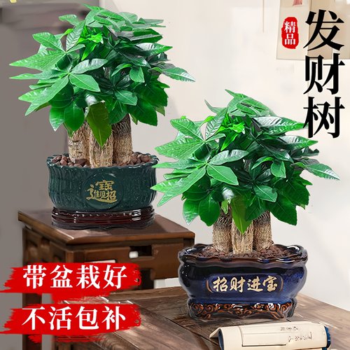全网热销5万+带盆栽好三杆发财树