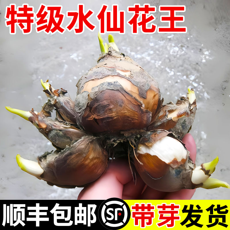 特级水仙花王带芽发货假一赔十