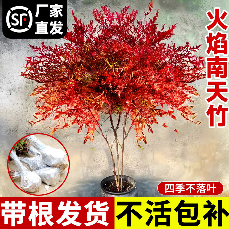火焰南天竹盆栽树苗绿植室外庭院落地植物大颗兰天竹子苗盆景老桩