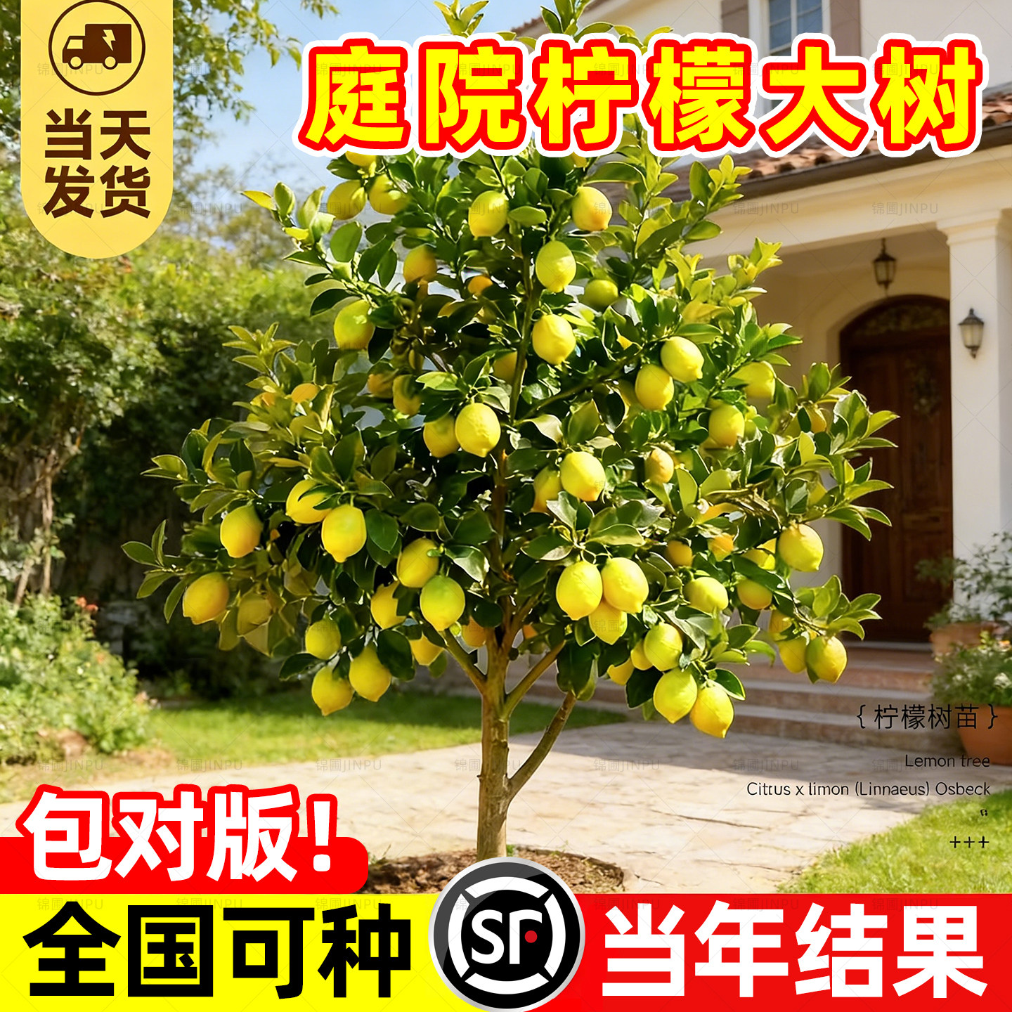 【热销榜top产品】柠檬树苗图片