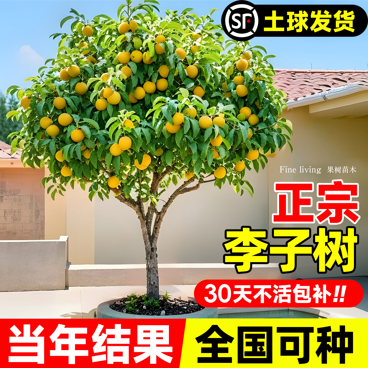 【全网热卖10万+】李子果树苗