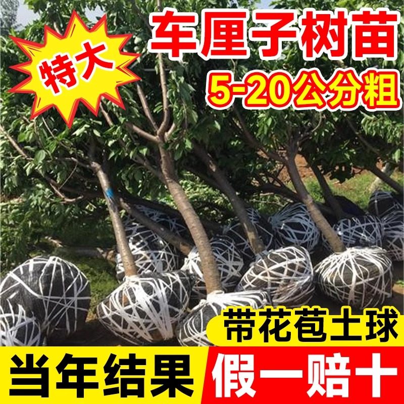 特大车厘子树苗嫁接大樱桃树苗南北方四季种植庭院别墅大树果树苗,鲜花速递/花卉仿真/绿植园艺,果树,淘宝优惠券,粉丝福利购,淘宝优惠卷