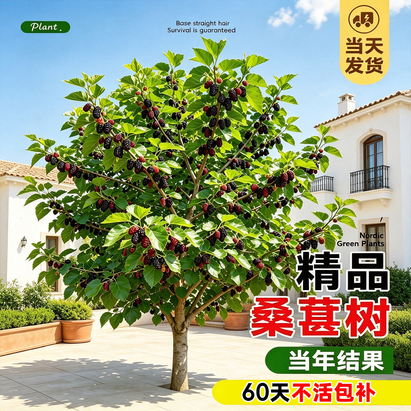 正宗长果桑葚种植果桑苗台湾桑苗桑树四季特大大叶南方桑椹嫁接苗