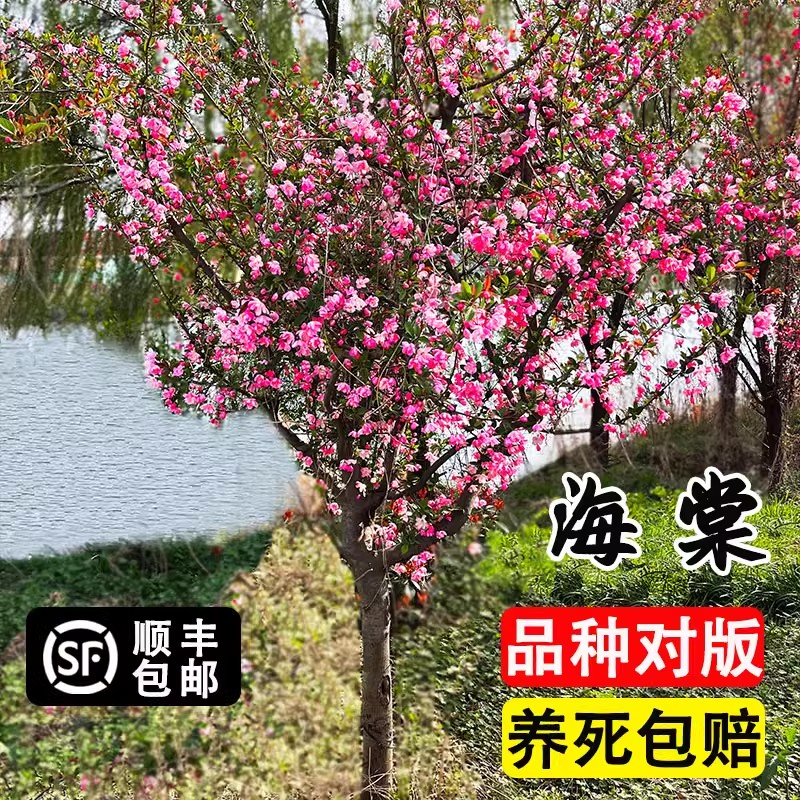 海棠树苗庭院地栽高杆西府海棠垂丝海棠花耐寒植物花北美海棠包邮