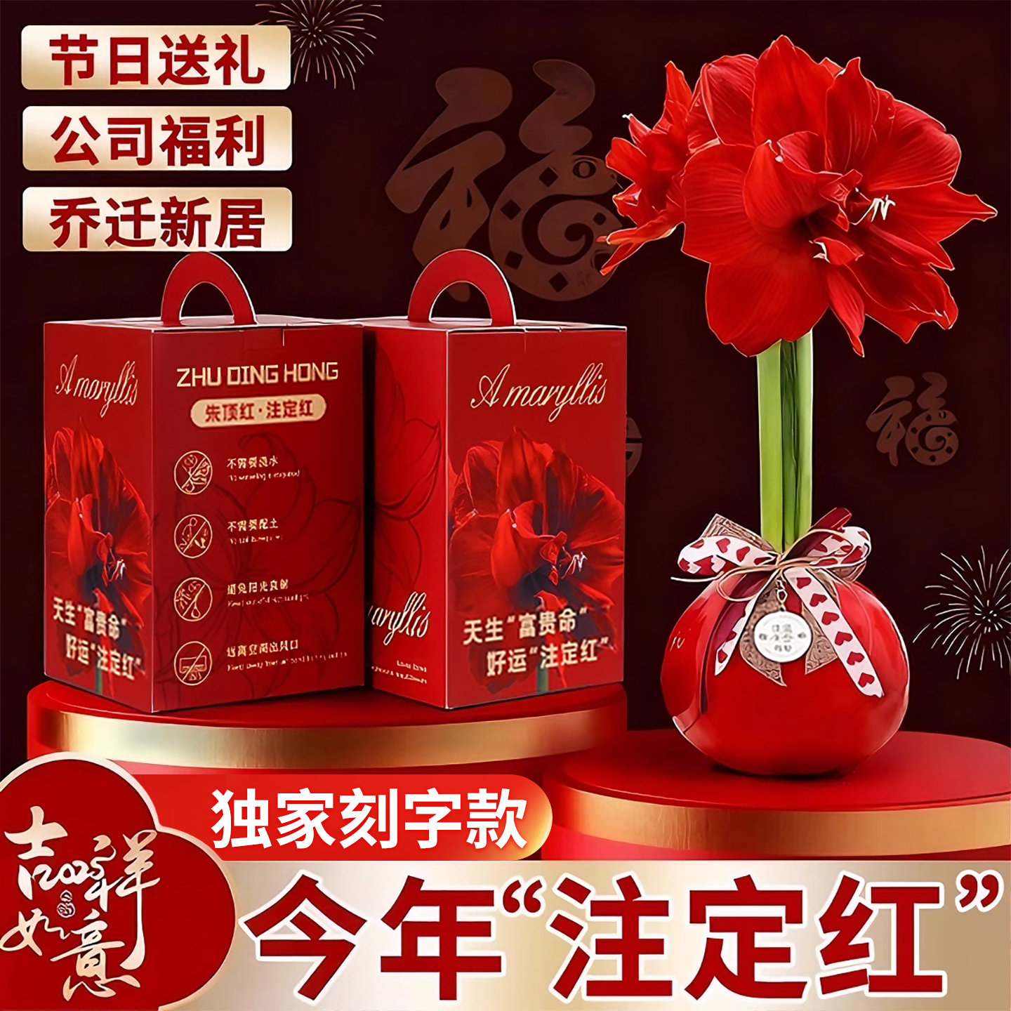 特大封蜡朱顶红种球过节礼品送礼