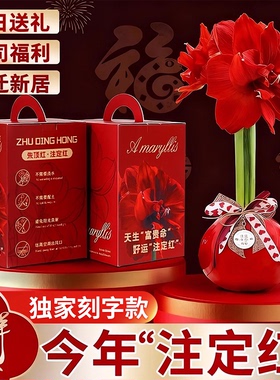 特大封蜡朱顶红种球蜡球过节礼品送礼常年开花卉室内阳台懒人植物