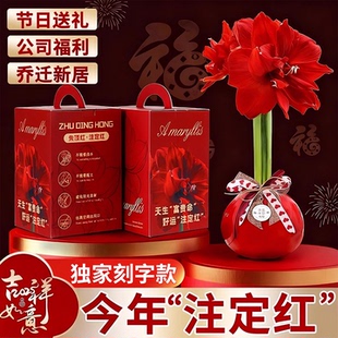 特大封蜡朱顶红种球蜡球过节礼品送礼常年开花卉室内阳台懒人植物