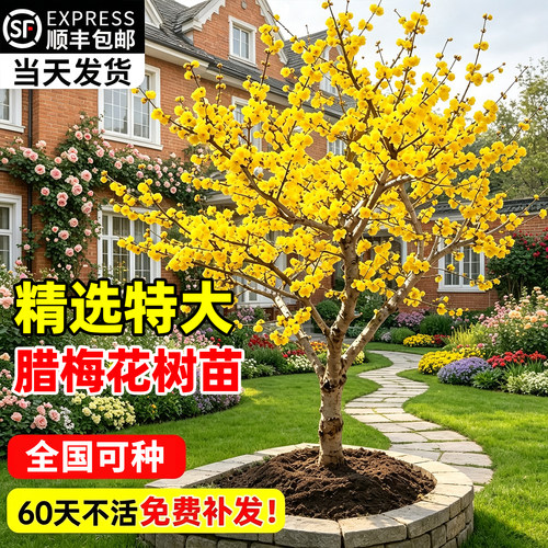 【全网热卖】精选特大腊梅花树苗