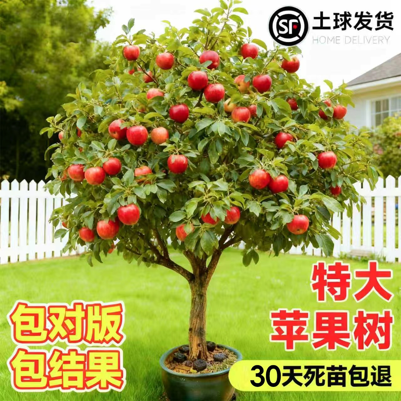 特大苹果树果苗嫁接红富士冰糖心树苗活地栽南北方果树室外老桩树