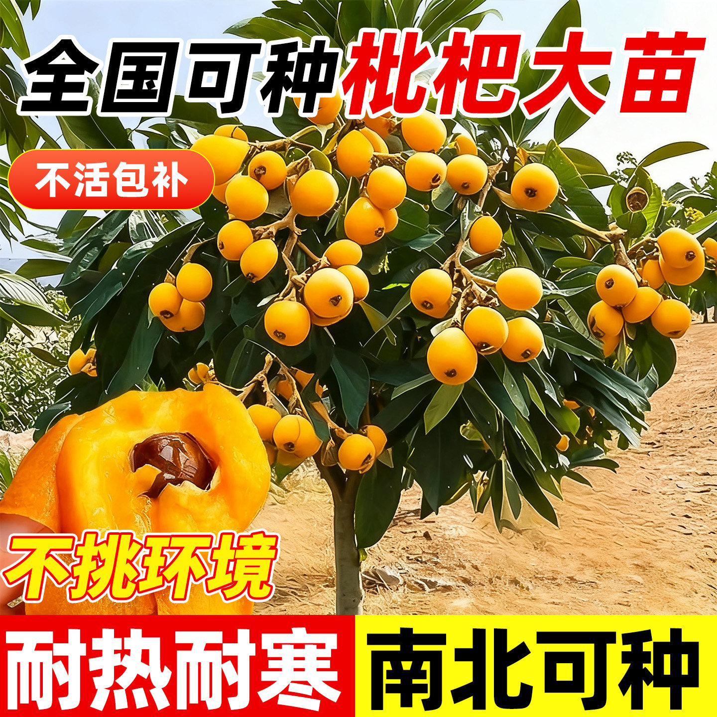 【回购榜top】枇杷大苗果苗图片