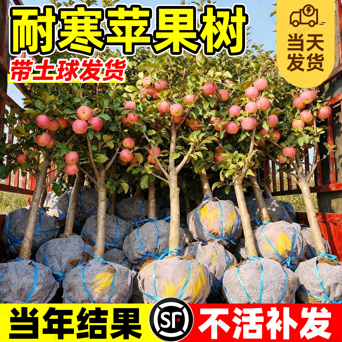 苹果树种植苗北方耐寒果树嫁接红富士冰糖心果苗庭院地栽盆栽树苗,鲜花速递/花卉仿真/绿植园艺,果树,淘宝优惠券,粉丝福利购,淘宝优惠卷