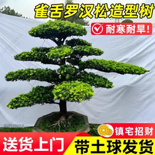 雀舌罗汉松造型树老桩黄杨女贞四季常绿家宅旺财地栽造景树木盆景