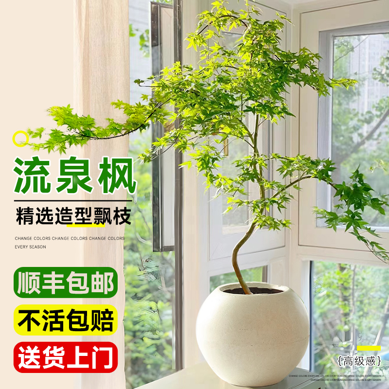 流泉枫盆栽老桩绿植枫树网红盆景