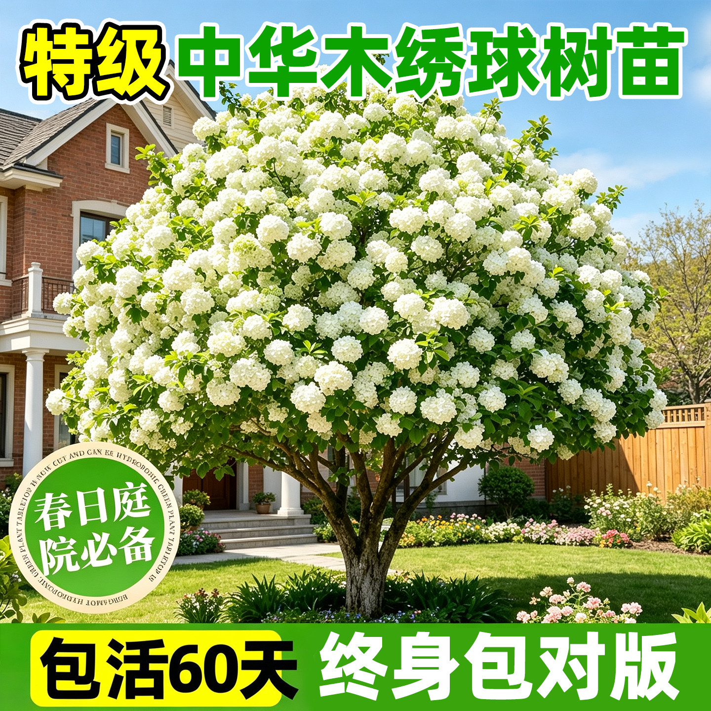 特级中华木绣球树苗大花斗球苗木本绣球琼花树苗庭院地栽盆栽花苗