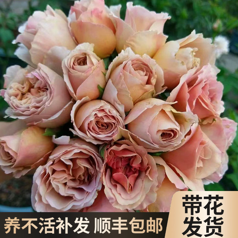 拿铁咖啡月季花苗特大花卉植物室内阳台盆栽玫瑰四季开花好养易活