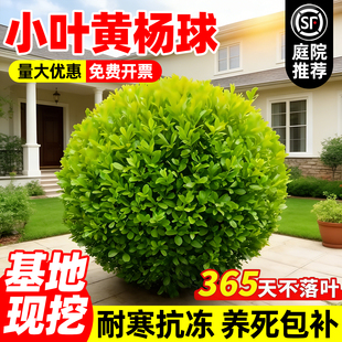 小叶黄杨球四季常青庭院别墅地栽瓜子大叶黄杨耐寒绿化植物篱笆墙