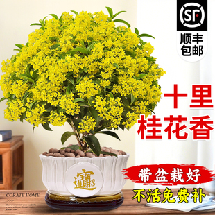 四季桂花盆栽金桂浓香型室内花卉绿植桂花树苗老桩阳台植物好养活