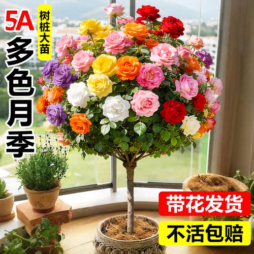 包活一年多色月季老桩树状玫瑰花