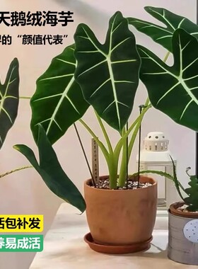 绿天鹅绒海芋盆栽室内客厅四季常青净化空气去甲醛网红好养绿植物