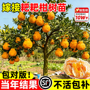 耙耙柑树苗嫁接苗正宗四川特大丑橘耙耙柑树苗南北方种植庭院盆栽