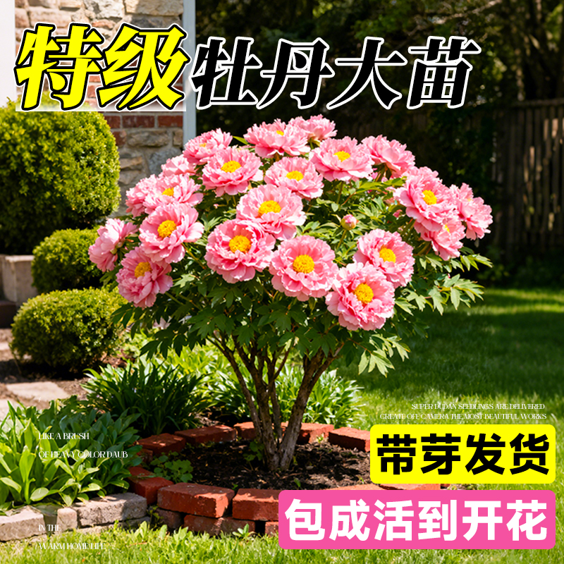 牡丹花苗老桩盆栽带芽四季花卉