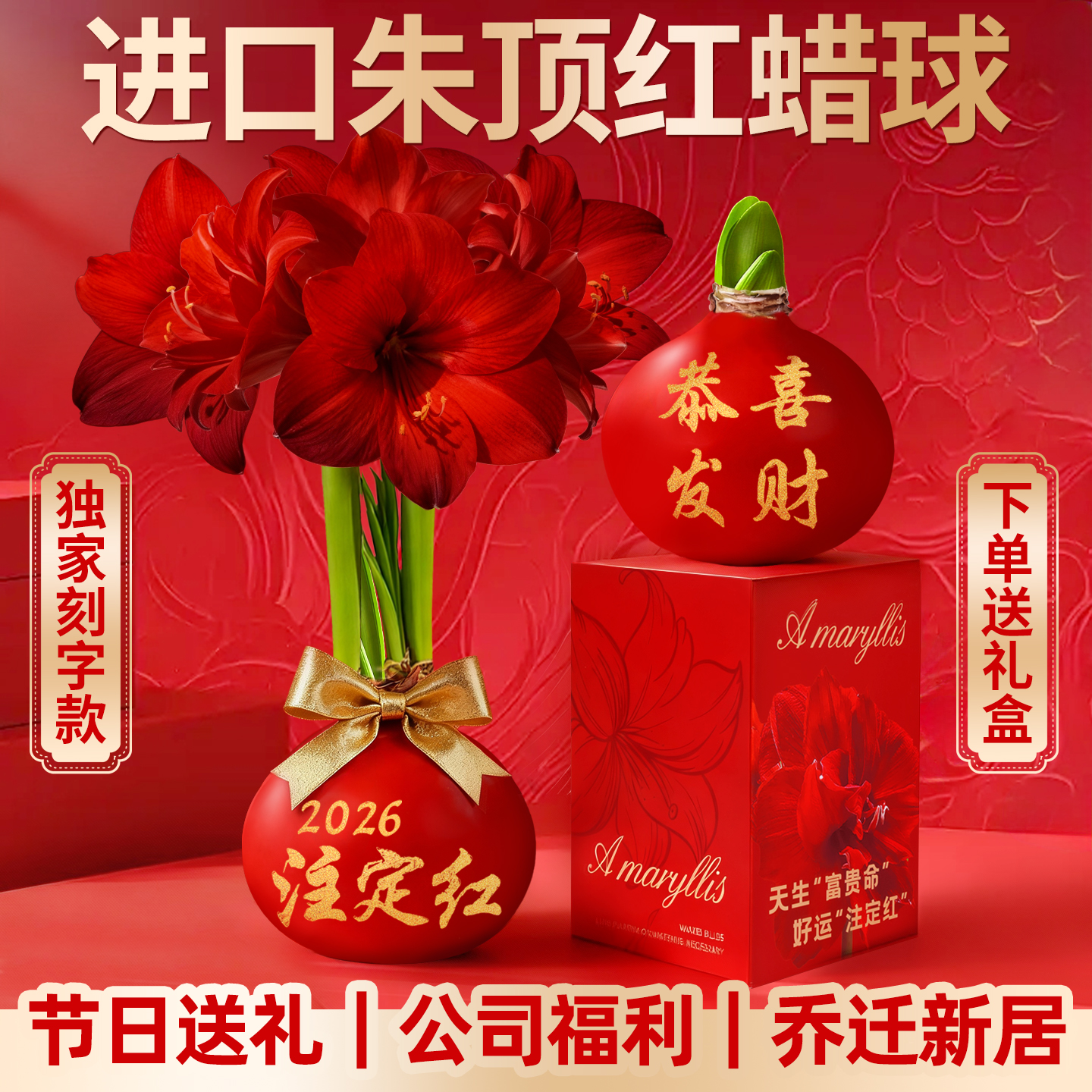 蜡封进口朱顶红重瓣带花苞大蜡球