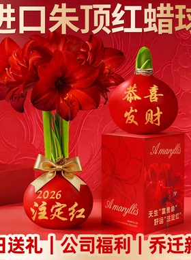 蜡封朱顶红带花苞进口重瓣开业过节送礼封蜡种球室内好养年宵花卉
