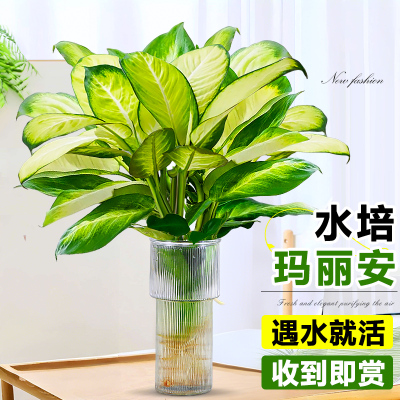 水培植物玛丽安绿植净化祛除甲醛