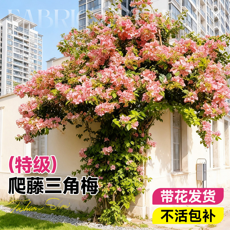 特级爬藤三角梅盆栽绿樱红樱老桩带花庭院室外老桩花卉绿植物盆景