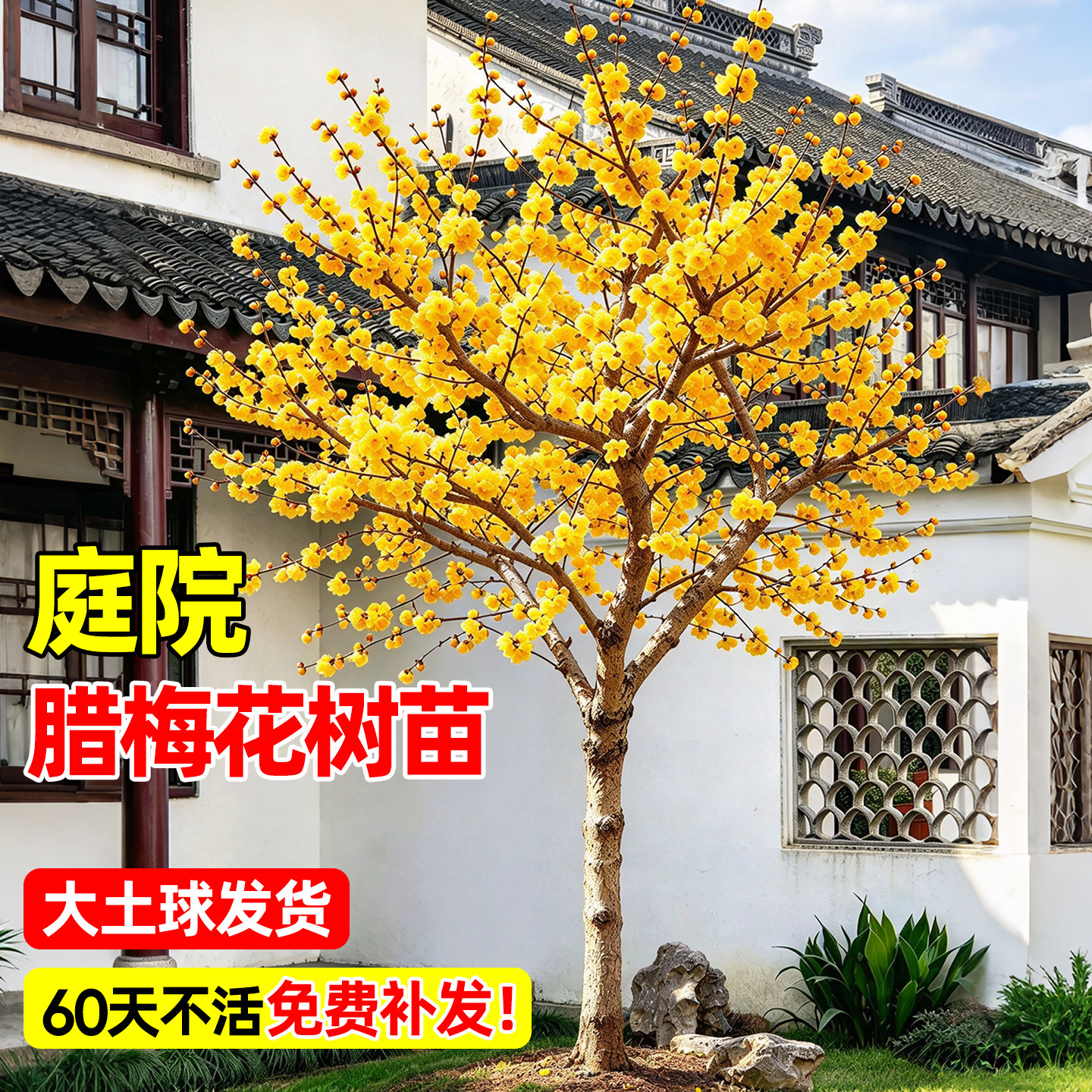 原生腊梅花树苗老桩盆栽浓香型耐寒庭院地栽阳台四季开花冬季花卉