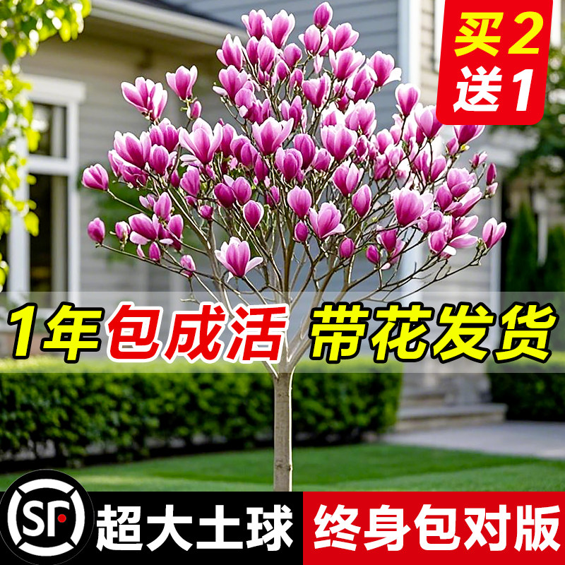 玉兰花树苗带花苞红白紫室外庭院四季花卉盆栽绿化耐寒暑全国可种