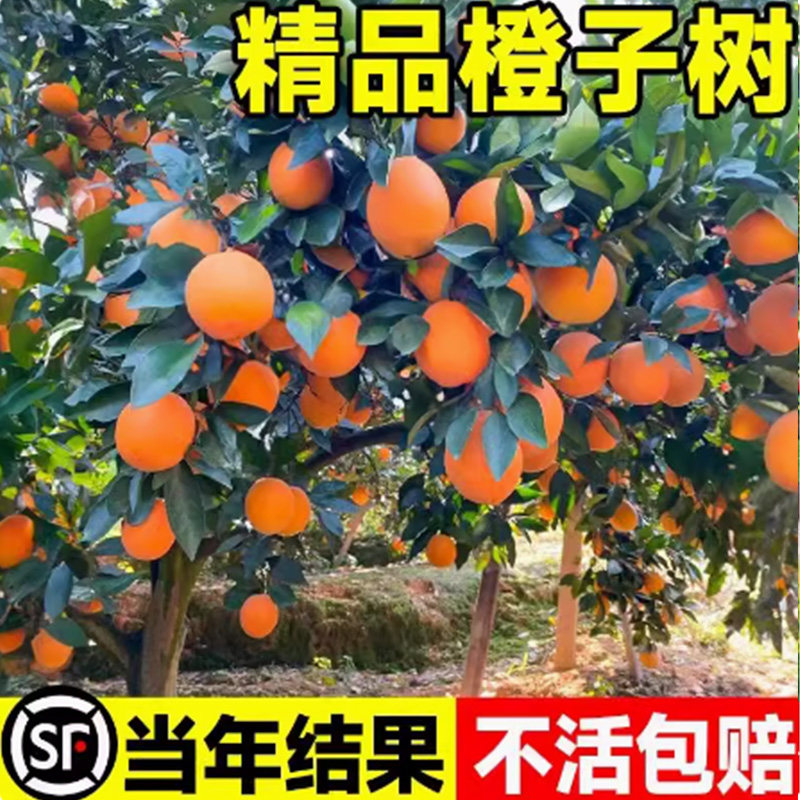 赣南橙子树苗伦晚嫁接砂糖图片