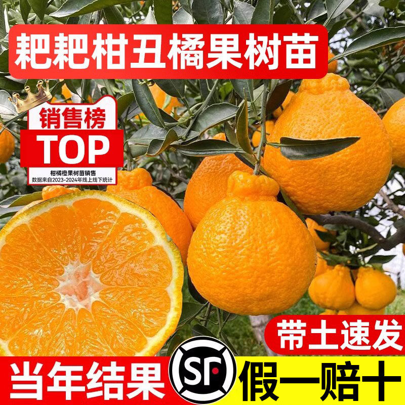 四川丑橘树苗爱媛果冻橙嫁接果树砂糖橘沃柑橙子果苗盆栽耙耙柑苗