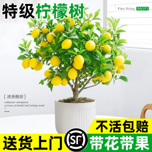 香水柠檬树盆栽绿植客厅室内带果老桩桌面阳台植物可食用水果树苗
